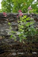 green plants with red flowers near the wall