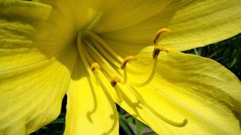 pleasing Daylily Yellow