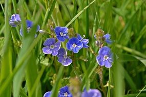 closeup view of veronica besabunga from the genus plantain