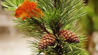 dry leaf and cones on a pine branch