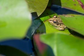 frog sitting on a green leaf close-up on blurred background