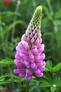 wonderful Lupine Flower