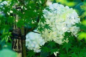 white hydrangea in a japanese garden