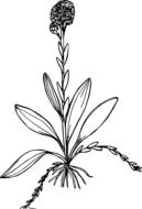 graphic image of a flower with a long stem