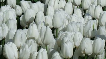 white tulips in the flowerbed in the garden