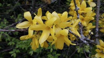 incredibly handsome Forsythia