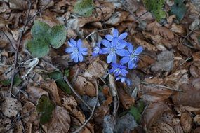 Hepatica Forest Wild Flower Blue