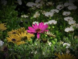 multi-colored flowers in a flower meadow