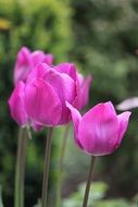 purple tulips in a garden in Holland