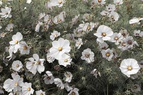 lot of White Cosmos Flowers on meadow