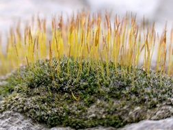 blooming Moss, macro