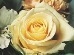 stunning Rose Flowers Bouquet