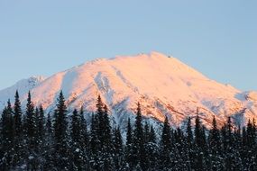 panorama of coniferous forest at the foot of a snowy mountain in alaska