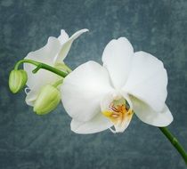 White Orchid Flower closeup