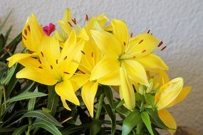 bouquet of yellow lilies close up near the white wall