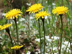 Blooming yellow flowers on the meadow