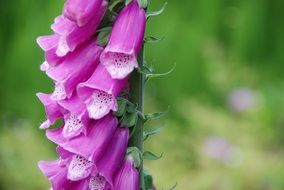 close-up view of purple plant with oblong light violet flowers