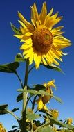 incomparable Sunflower