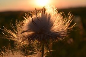 plant with flying seeds in the sunset
