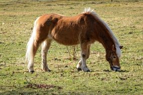 grazing brown pony
