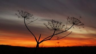 stalks of dill on a background of orange sunset