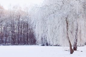 winter mood in the forest