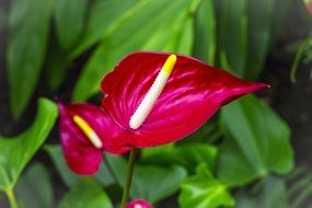 red Anthurium close up