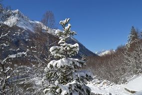 landscape of Christmas tree in a snowdrift