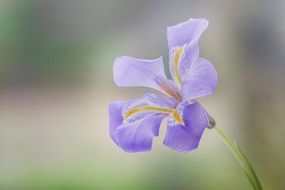 purple iris on a blurry background
