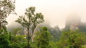 foggy morning in the jungle