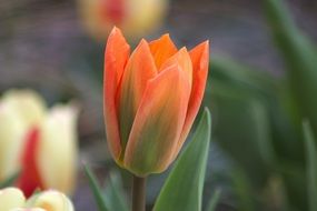 orange tulip in spring
