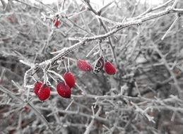 Hoarfrost on rose hip branch in winter