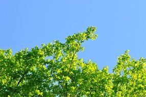 tree branches with green leaves on a background of blue sky