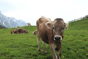 Italian Cow on mountain