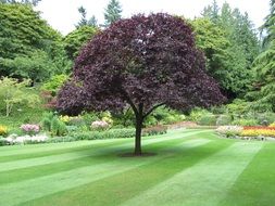 tree in the butchard gardens