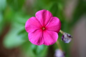 Macro photo of Good Night Flower