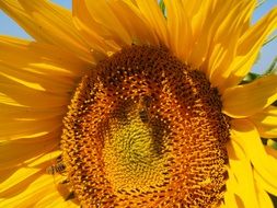 working bees on the sunflower