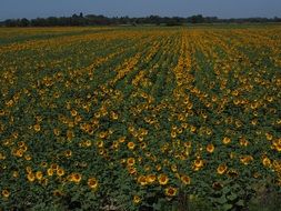 agricultural plantation of sunflowers
