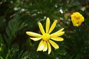 yellow daisies with long petals