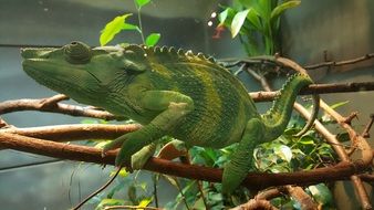 green chameleon on a tree branch