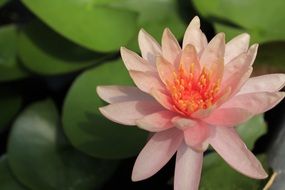 Beautiful and colorful gradient Lotus flower blossoms on the lake