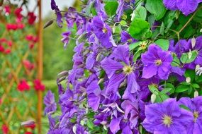 Violet Garden Flowers