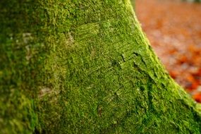 green moss on deciduous tree