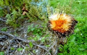 dry thistle plant on the field