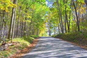 view of a country road in the fall