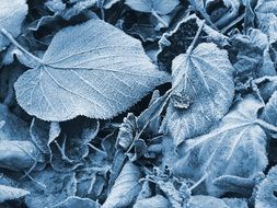 frozen foliage in monochrome image