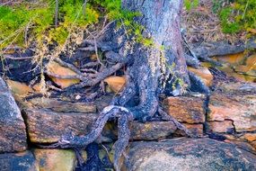 Photo of Tree roots