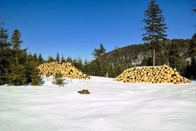 speckled tree trunks