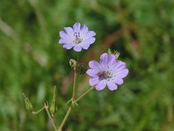 striking Geranium Flower