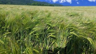 green wheat field Germany